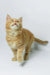 Dexter | maine coon kitten