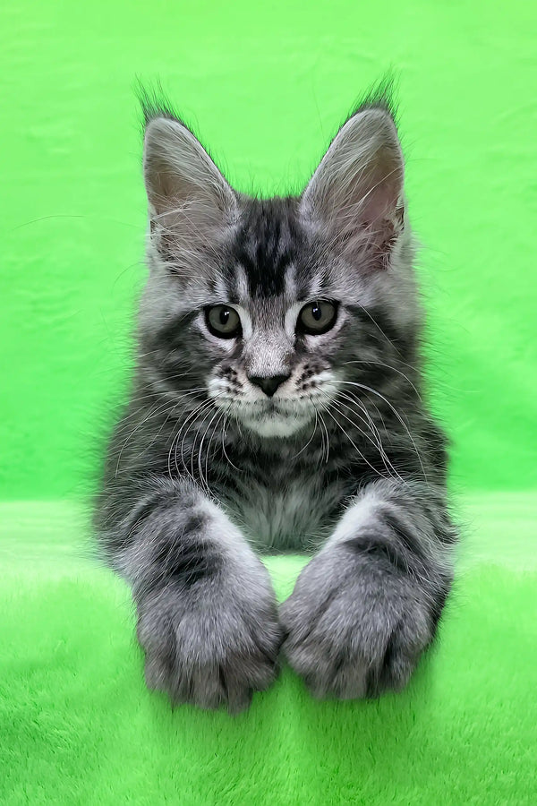 Dexter | maine coon kitten