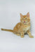 Dexter | maine coon kitten