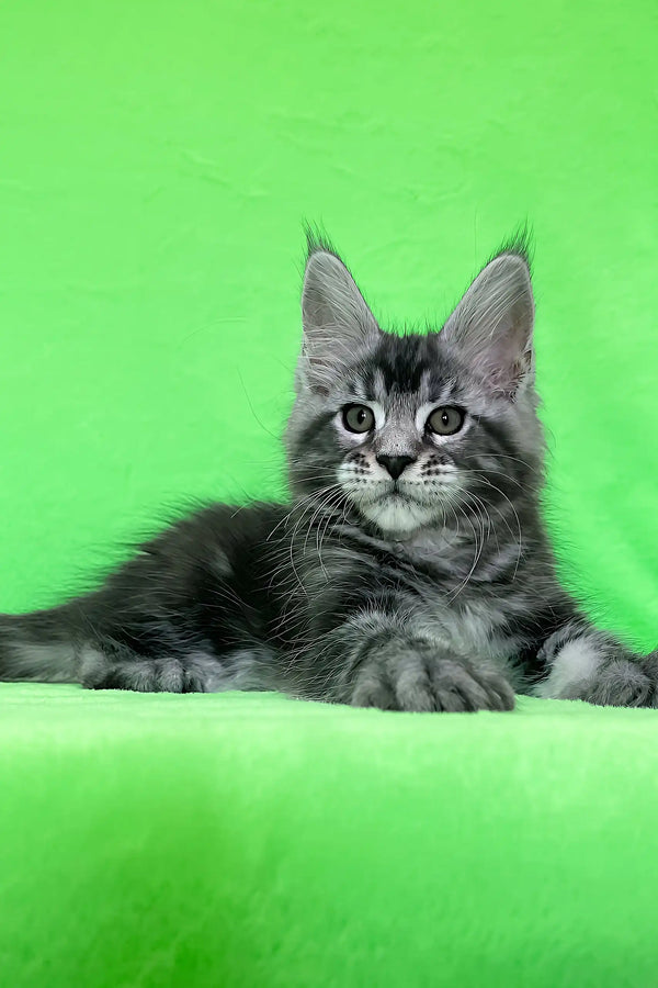 Dexter | maine coon kitten