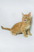 Dexter | maine coon kitten