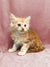 Adorable Maine Coon kitten Dexter chilling on a cute pink background