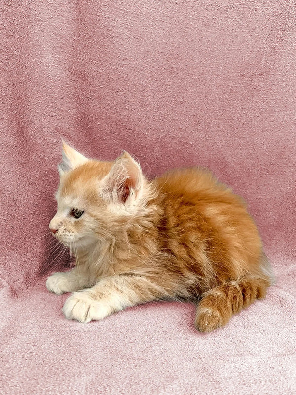 Fluffy orange and white Maine Coon kitten sitting on a cute pink surface