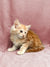 Fluffy orange and white Maine Coon kitten named Dexter lounging on a soft surface