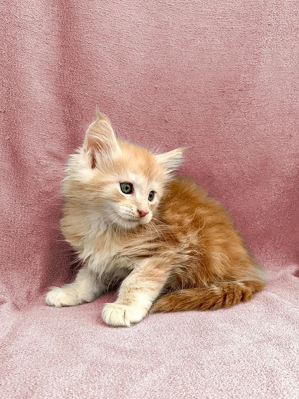 Fluffy orange and white Maine Coon kitten named Dexter lounging on a soft surface