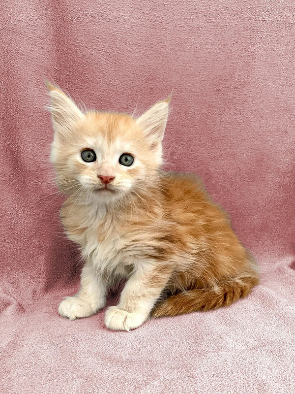 Fluffy orange and white Maine Coon kitten with big eyes sitting on a soft surface