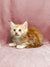 Fluffy orange and white Maine Coon kitten named Dexter sitting on a pink surface