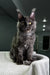 Gray Maine Coon kitten with yellow eyes sitting upright, looking adorable and playful