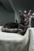 Gray Maine Coon kitten lounging on textured white surface, looking cozy and relaxed