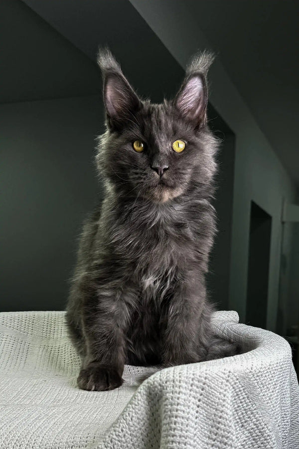 Gray Maine Coon kitten with yellow eyes and tufted ears in Diamond product collection