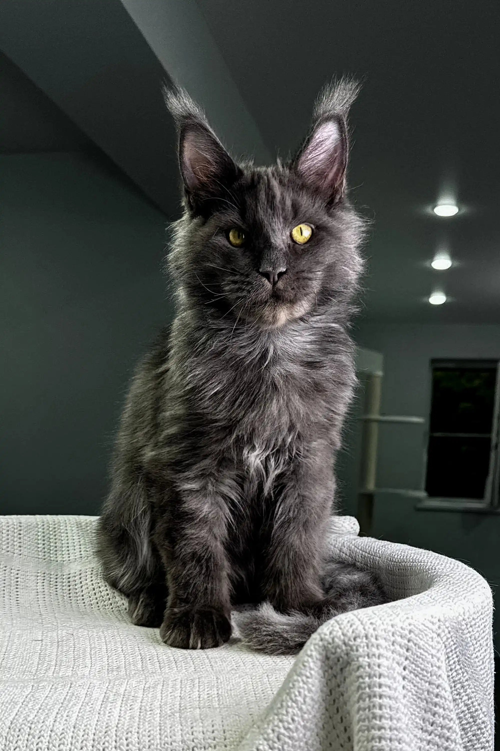 Maine Coon Kittens for Sale Diamond | Kitten