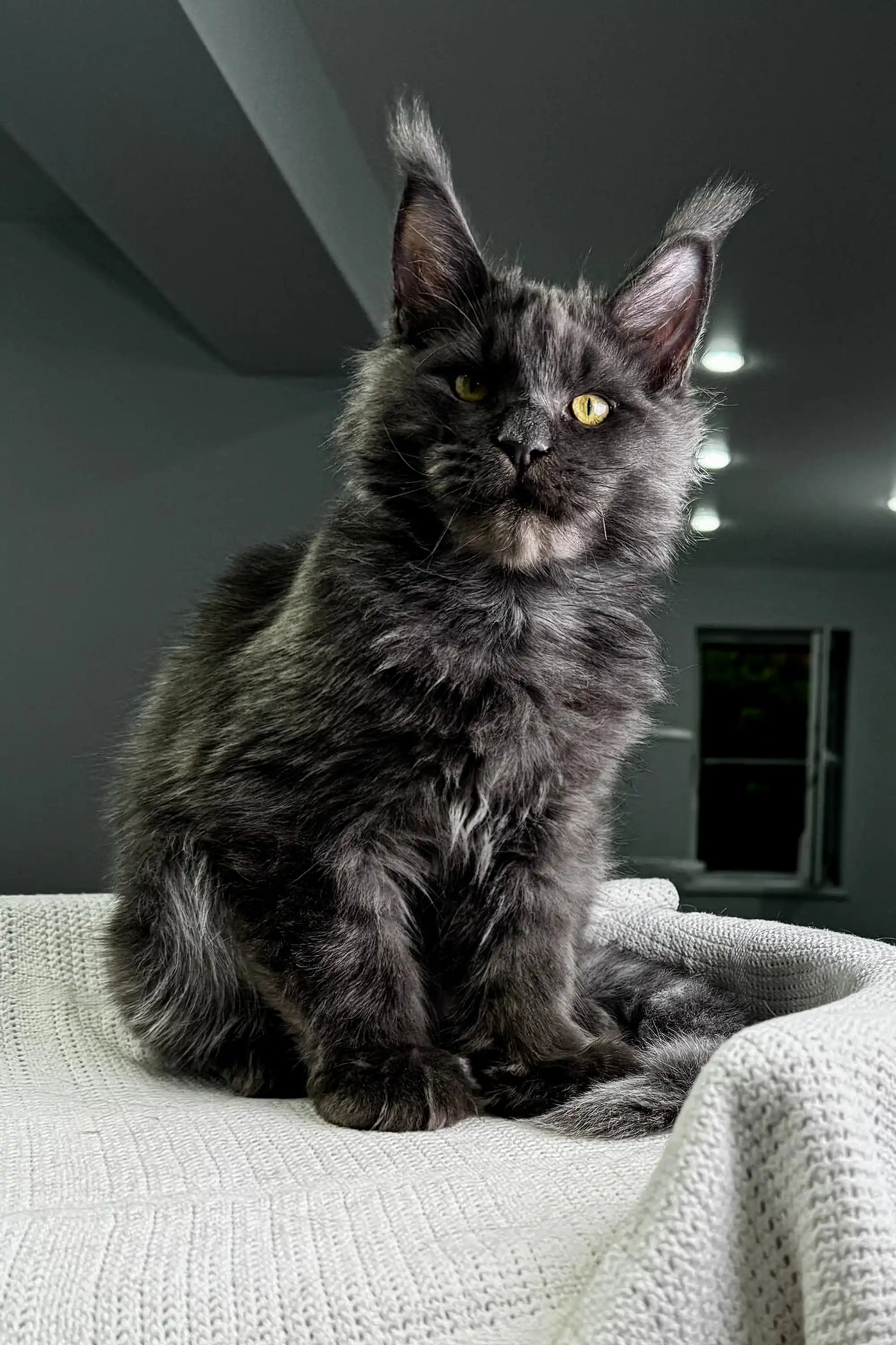 Maine Coon Kittens for Sale Diamond | Kitten