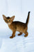 Diana | abyssinian kitten