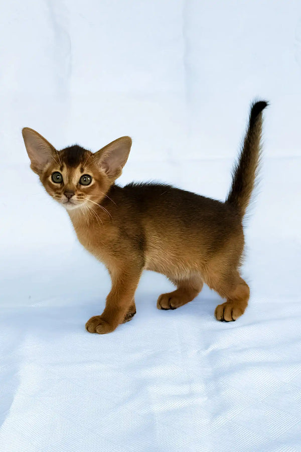 Diana | abyssinian kitten