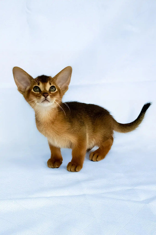 Diana | abyssinian kitten
