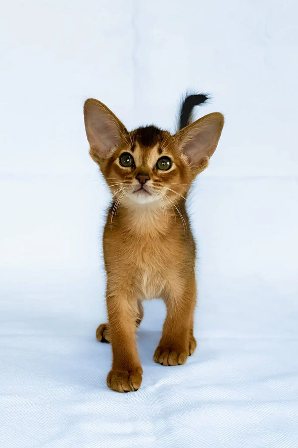Diana | abyssinian kitten
