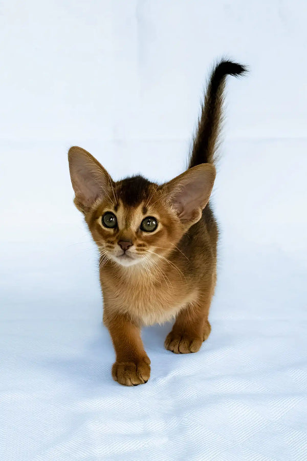 Diana | abyssinian kitten