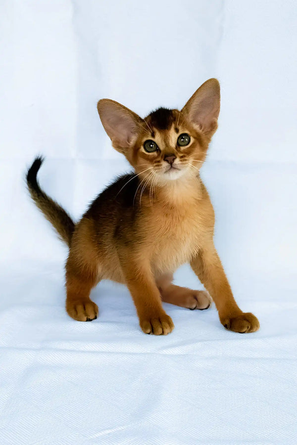 Diana | abyssinian kitten