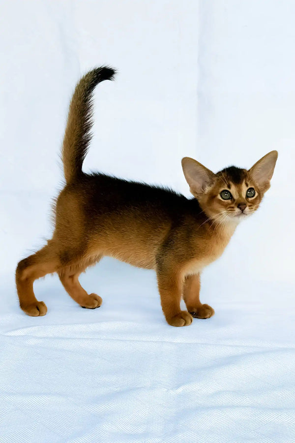 Diana | abyssinian kitten