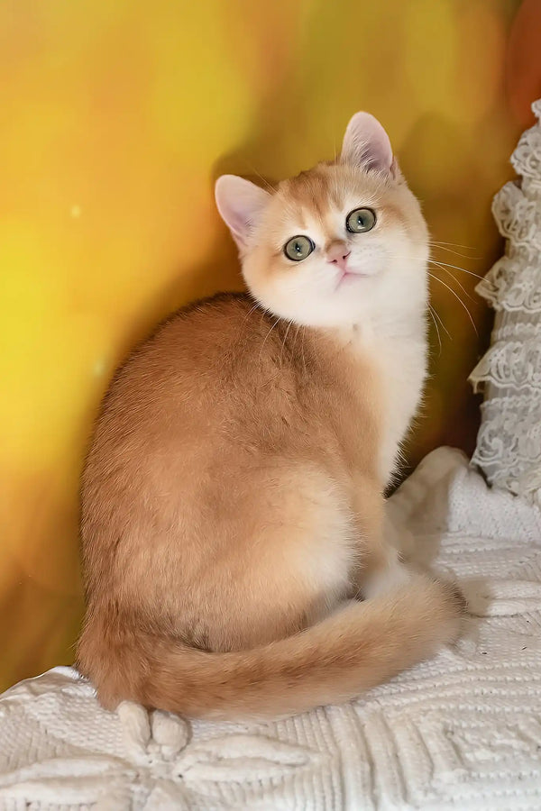 Diana | british shorthair kitten