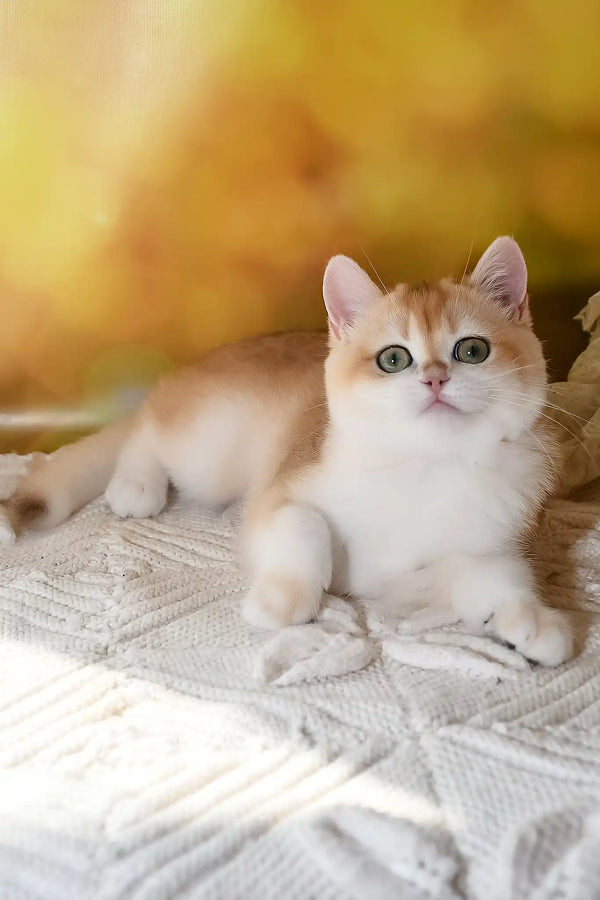 Diana | british shorthair kitten