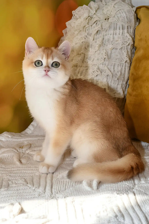 Diana | british shorthair kitten