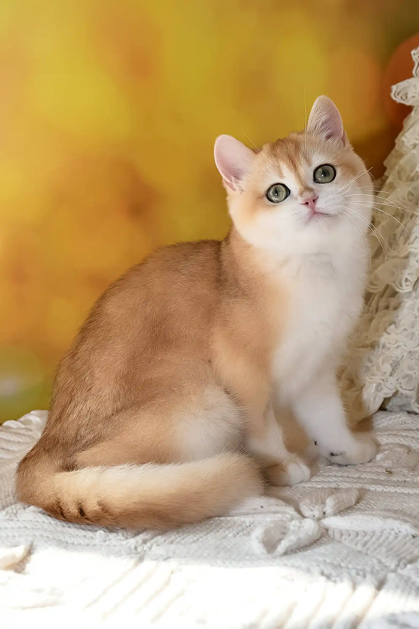 Diana | british shorthair kitten