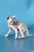 Adorable Hairless Sphynx kitten with wrinkled skin for sale - Canadian Sphynx cuteness!