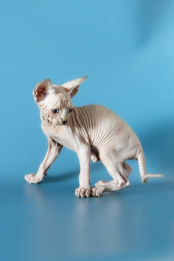 Adorable Hairless Sphynx kitten with wrinkled skin for sale - Canadian Sphynx cuteness!