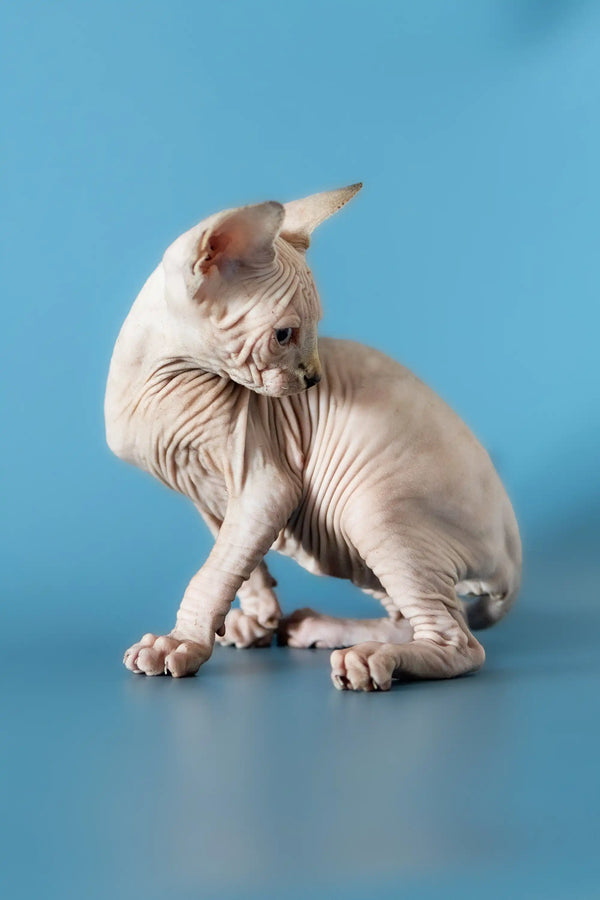 Diana, a poised Canadian Sphynx kitten, sitting gracefully and looking adorable