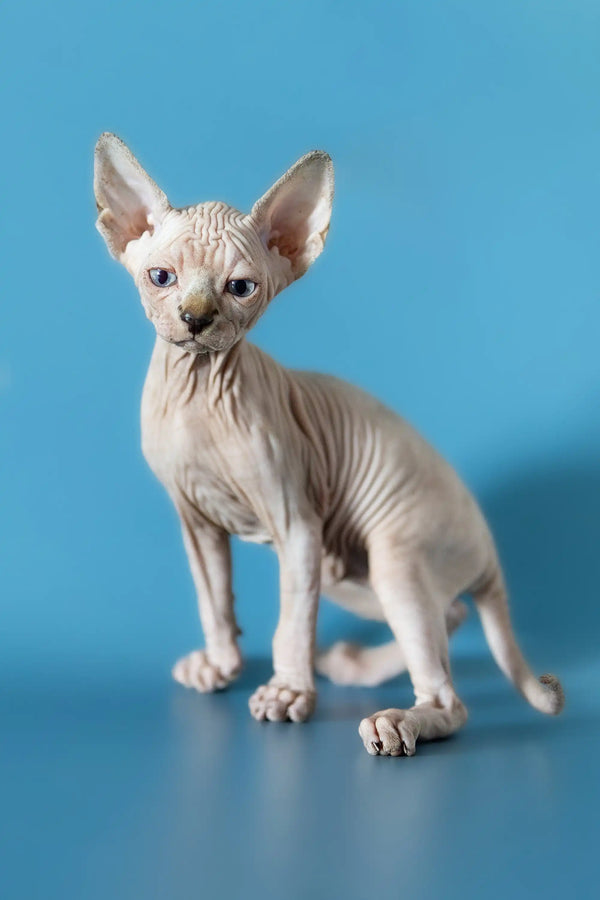 Adorable Hairless Sphynx kitten with wrinkled skin and big ears - Canadian Sphynx cutie