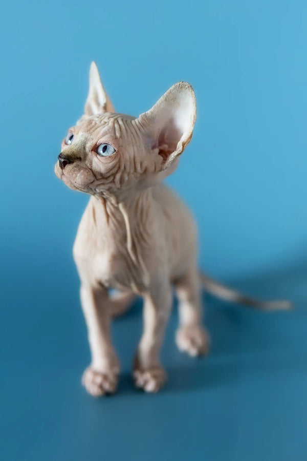 Adorable Hairless Sphynx kitten with wrinkled skin and big ears, perfect Canadian Sphynx cutie