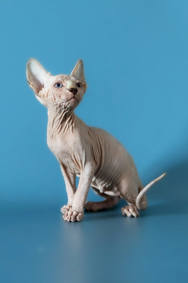 Adorable Canadian Sphynx kitten with wrinkled skin and big ears sitting upright