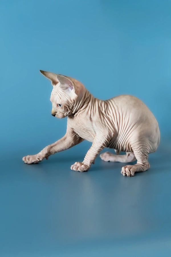 Adorable Hairless Sphynx kitten reaching out, perfect for Canadian Sphynx lovers!