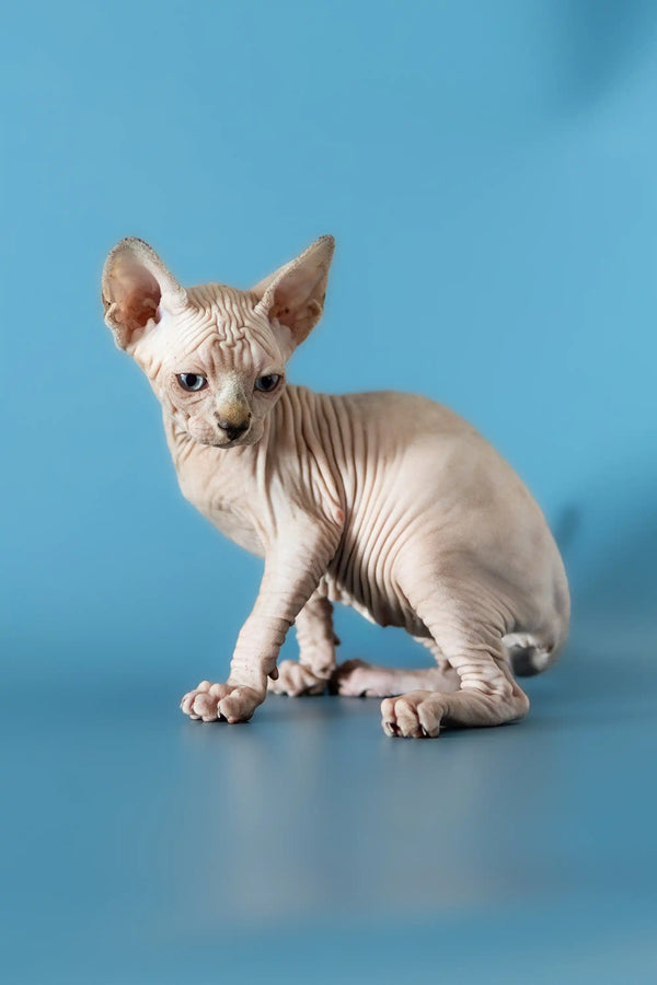 Adorable Canadian Sphynx kitten Diana sitting on a shiny surface, looking playful