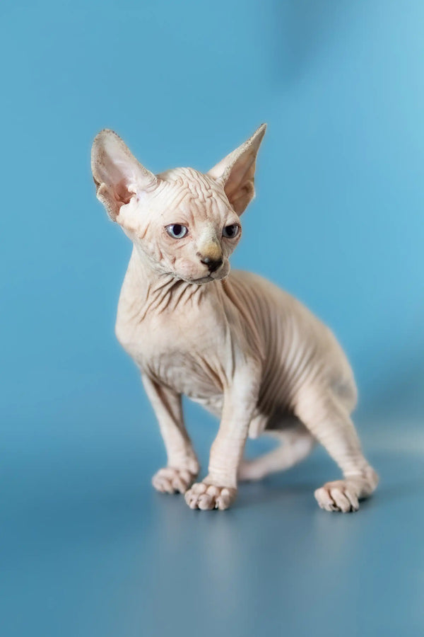 Cute Hairless Sphynx Kitten with Wrinkled Skin and Big Ears - Canadian Sphynx Model Diana