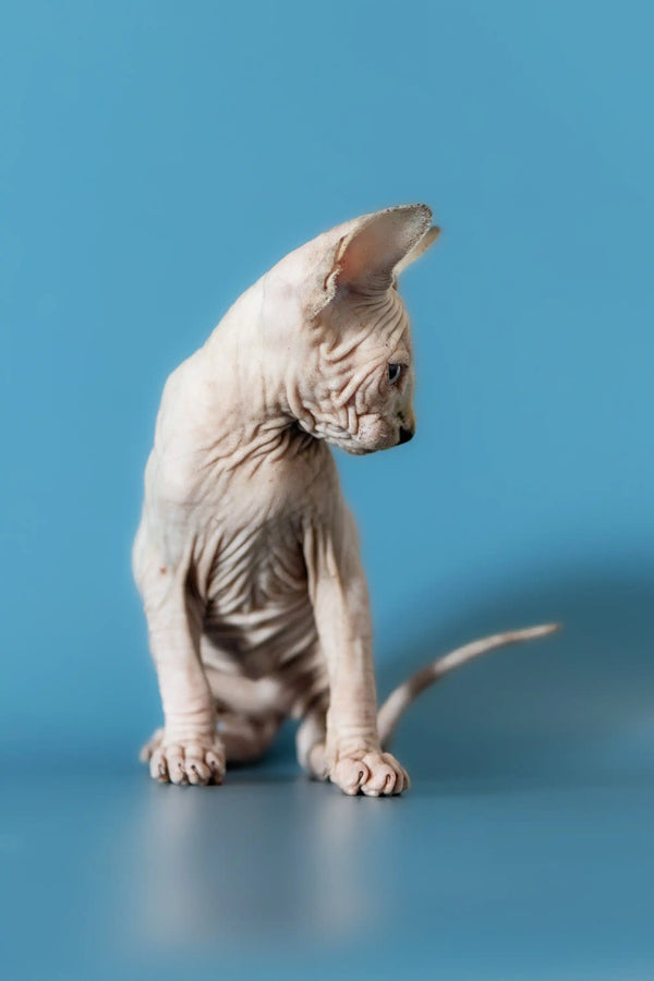 Cute Hairless Sphynx kitten turning its head, perfect Canadian Sphynx companion