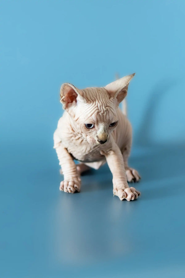 Canadian Sphynx Kitten crouching with wrinkled skin and big ears, ready to play