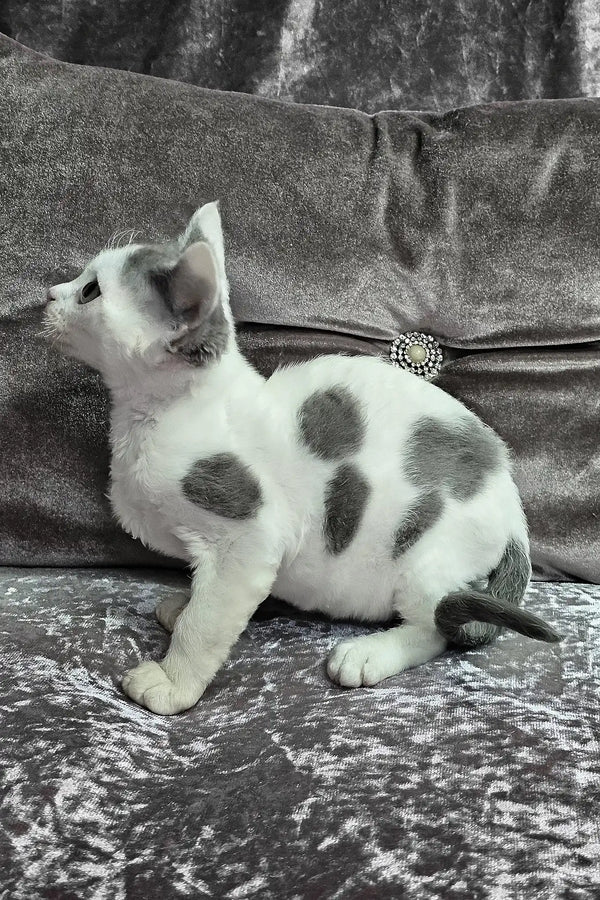 Diana | devon rex kitten