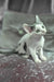 Diana | devon rex kitten
