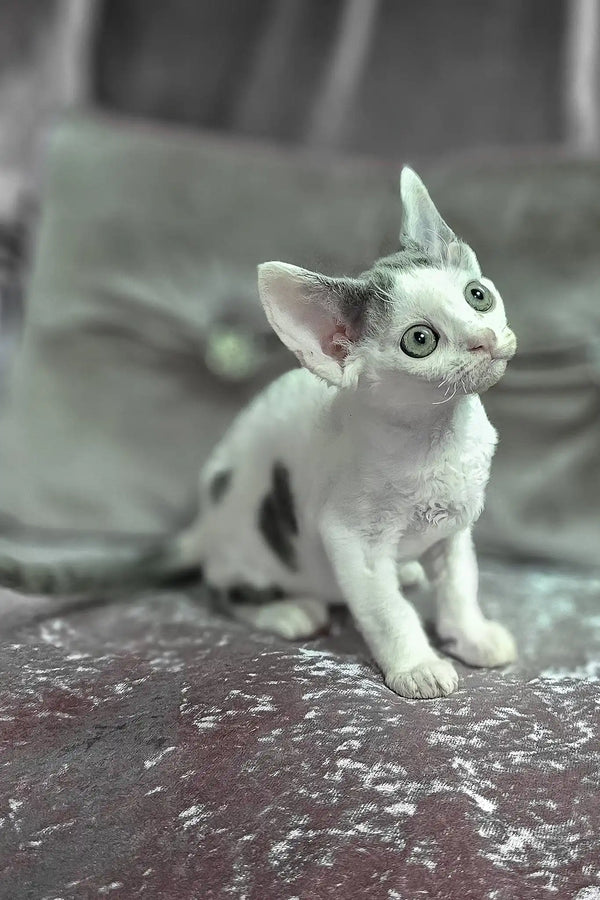 Diana | devon rex kitten