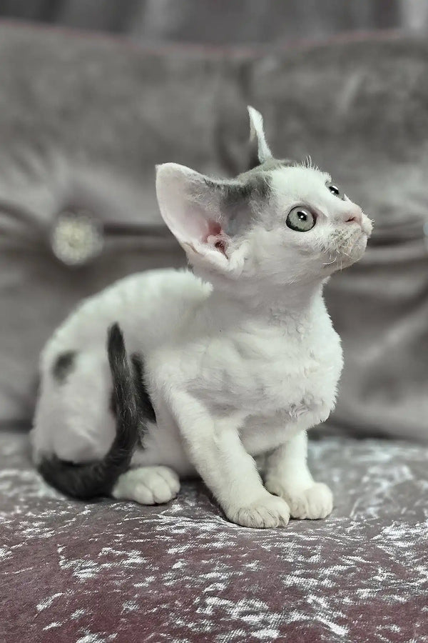 Diana | devon rex kitten