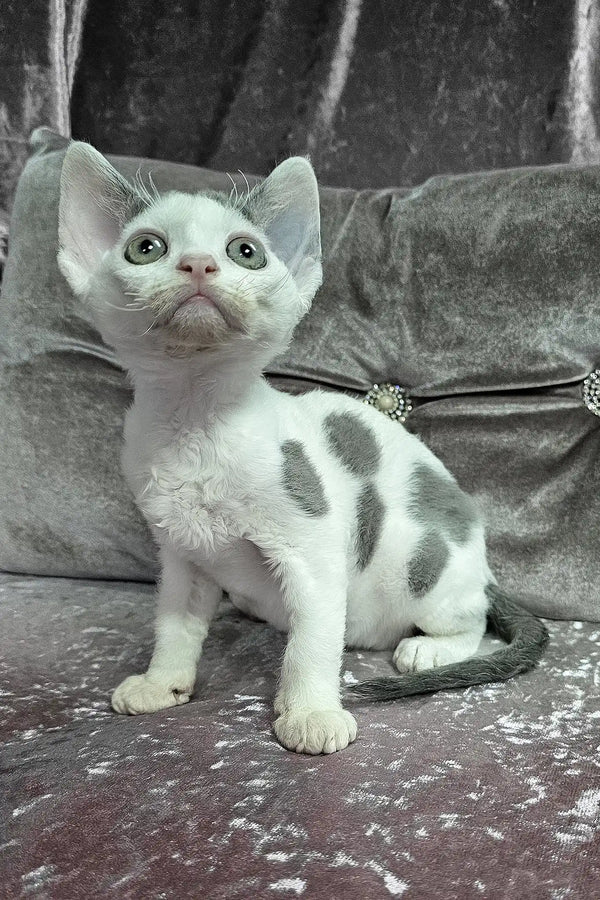 Diana | devon rex kitten