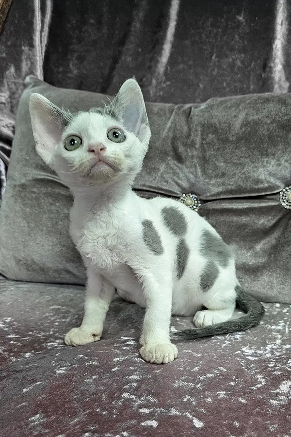 Diana | devon rex kitten