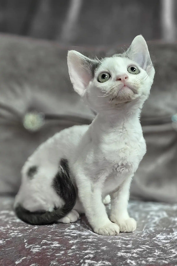 Diana | devon rex kitten