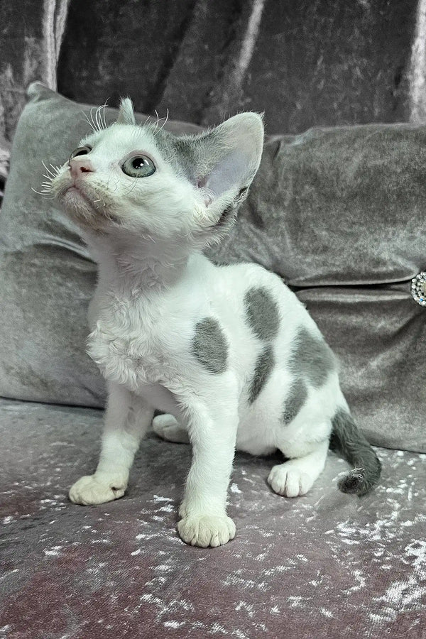 Diana | devon rex kitten