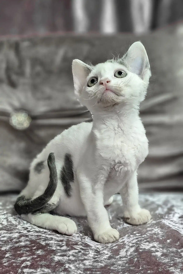 Diana | devon rex kitten
