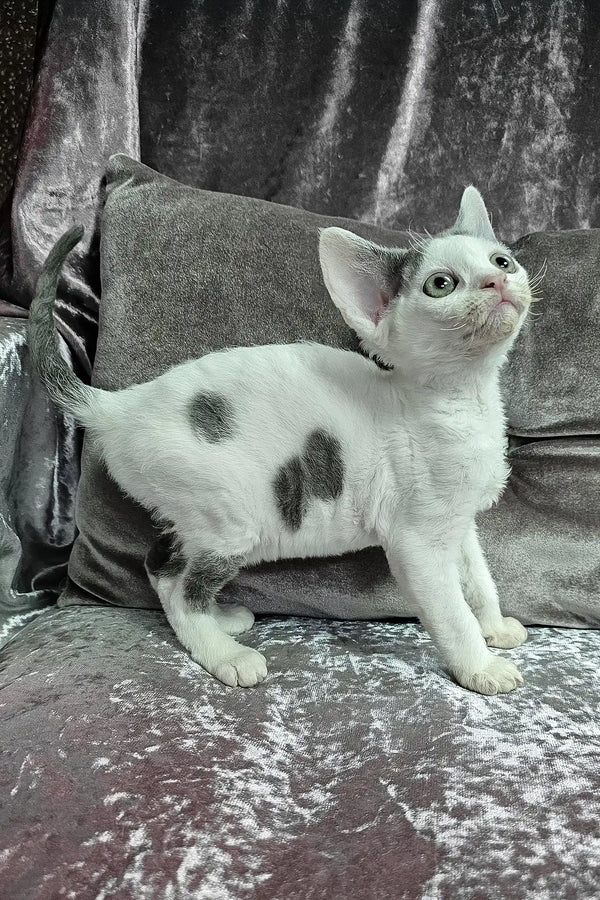 Diana | devon rex kitten