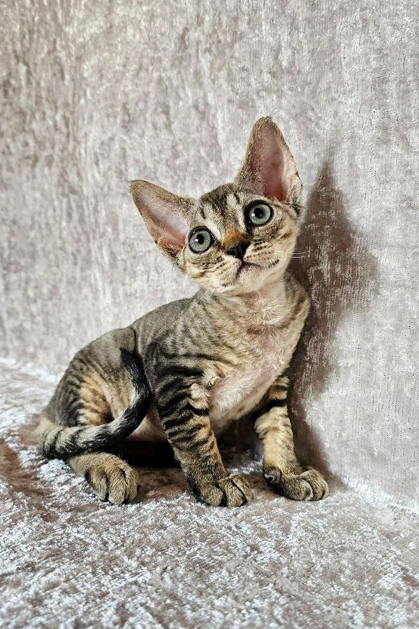 Cute Devon Rex kitten, Diana, with big ears and a wrinkled face