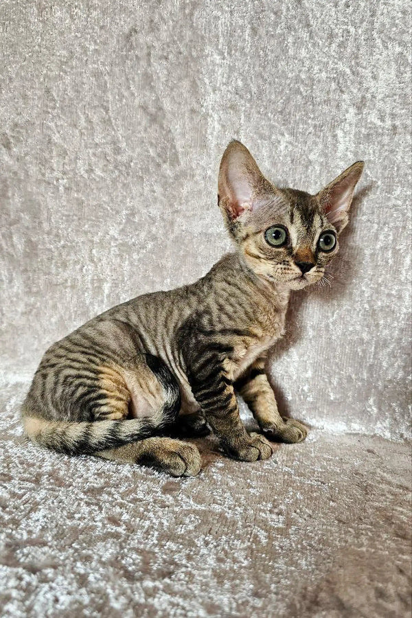 Cute Striped Devon Rex kitten with big ears and wide eyes in Diana product